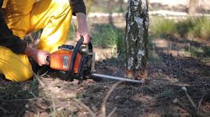 Best Tree Maintenance Programs  in Diamond Bar, CA