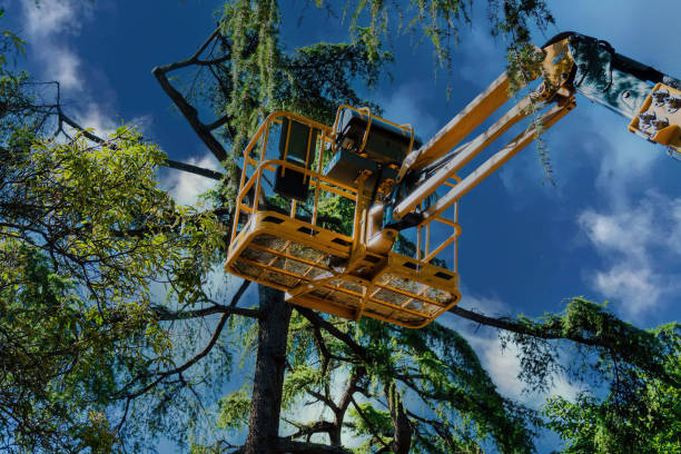 Why Choose Our Tree Removal Services in Diamond Bar, CA?