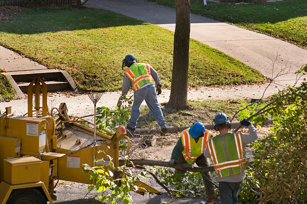 Best Palm Tree Trimming  in Diamond Bar, CA