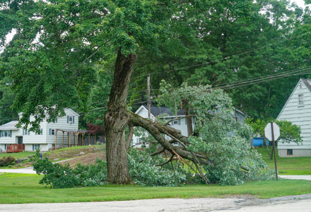 Best Commercial Tree Services  in Diamond Bar, CA